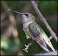 _3SB7656 rufous hummingbird female